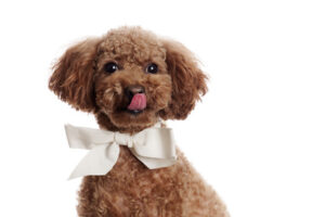 Pretty Poodle in front of white Background