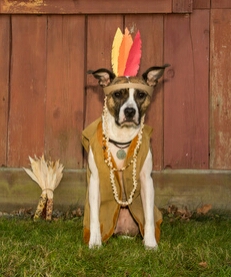 10 Thanksgiving Foods Your Dog Shouldn’t Eat