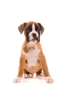 boxer puppy