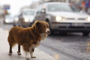 Lost Dog on Street