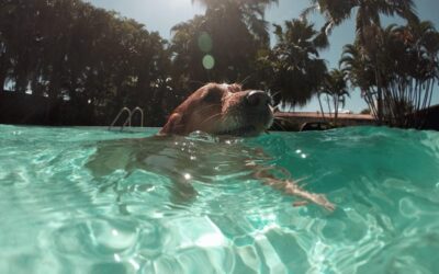 4 Budget-Friendly Ways to Prepare Your Pet for Summer